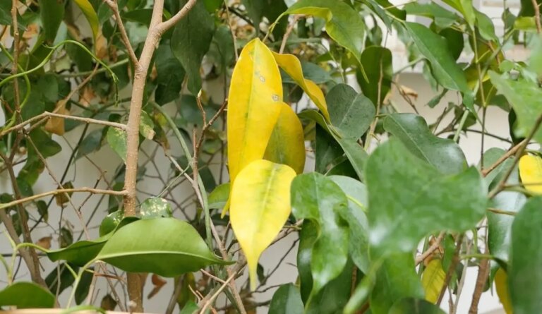 Hai una pianta con le foglie gialle? Scopri il significato e le soluzioni.